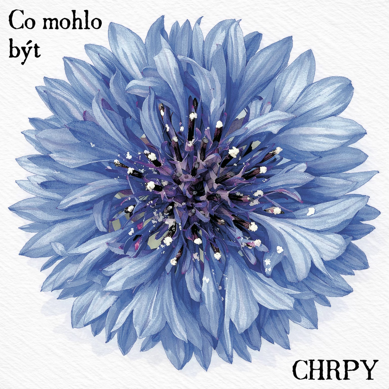 Chrpy - Co mohlo být